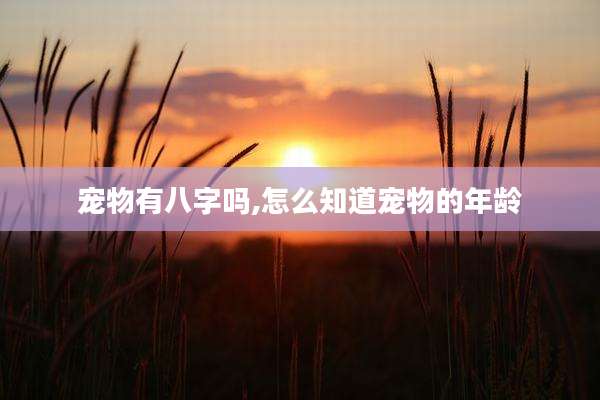 宠物有八字吗,怎么知道宠物的年龄