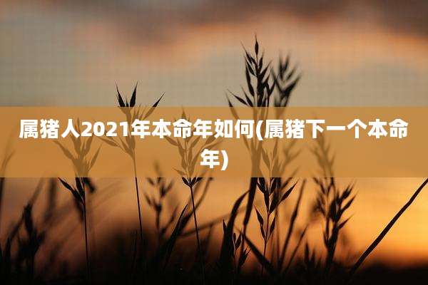 属猪人2021年本命年如何(属猪下一个本命年)