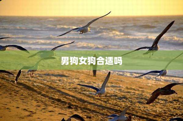 男狗女狗合适吗