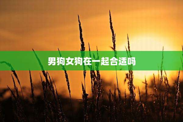 男狗女狗在一起合适吗