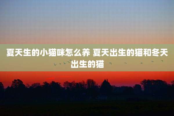 夏天生的小猫咪怎么养 夏天出生的猫和冬天出生的猫
