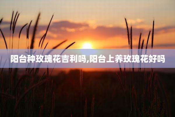 阳台种玫瑰花吉利吗,阳台上养玫瑰花好吗