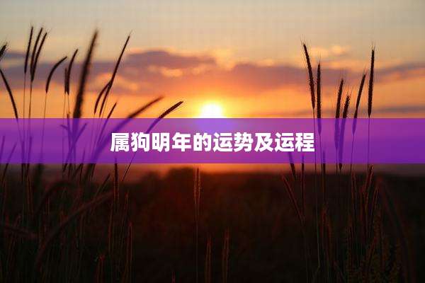 属狗明年的运势及运程
