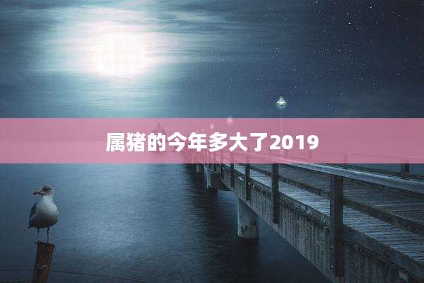 属猪的今年多大了2019
