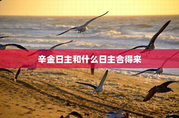 辛金日主和什么日主合得来