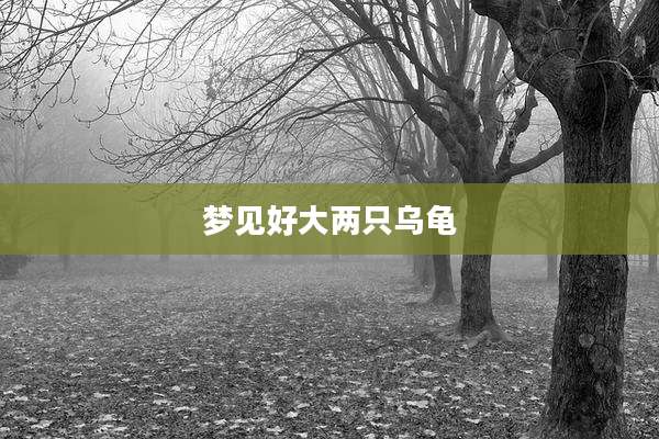梦见好大两只乌龟