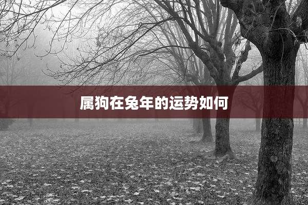 属狗在兔年的运势如何