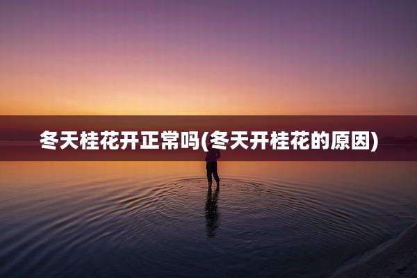 冬天桂花开正常吗(冬天开桂花的原因)