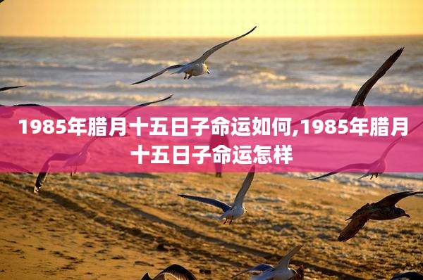 1985年腊月十五日子命运如何,1985年腊月十五日子命运怎样