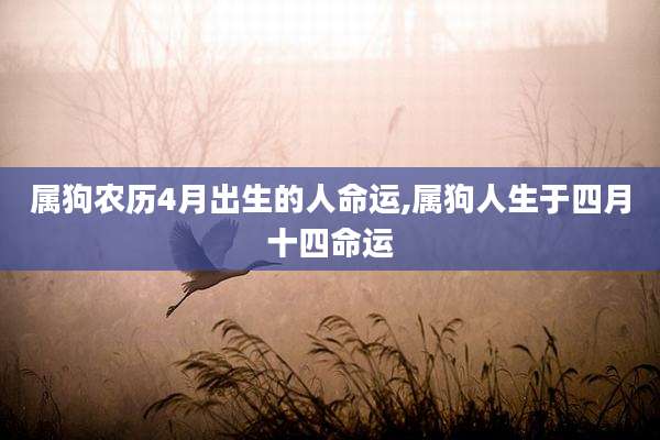 属狗农历4月出生的人命运,属狗人生于四月十四命运