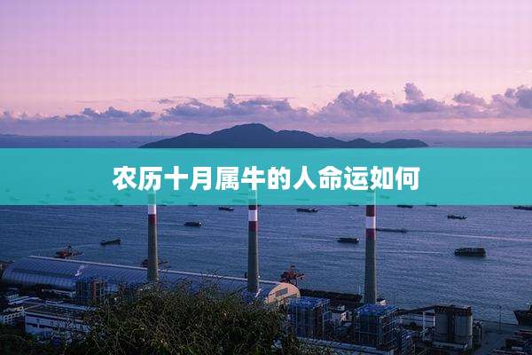 农历十月属牛的人命运如何