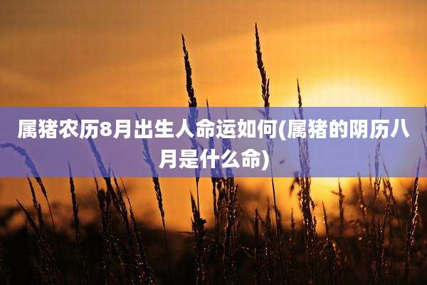 属猪农历8月出生人命运如何(属猪的阴历八月是什么命)