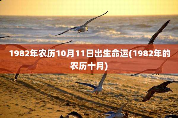 1982年农历10月11日出生命运(1982年的农历十月)