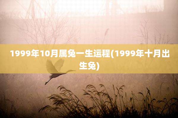 1999年10月属兔一生运程(1999年十月出生兔)