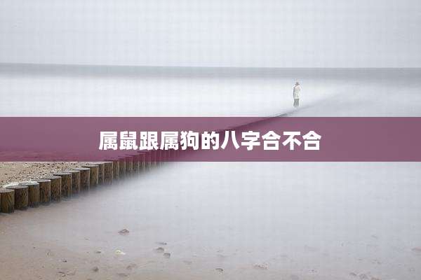 属鼠跟属狗的八字合不合
