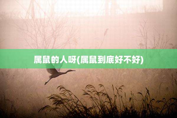 属鼠的人呀(属鼠到底好不好)