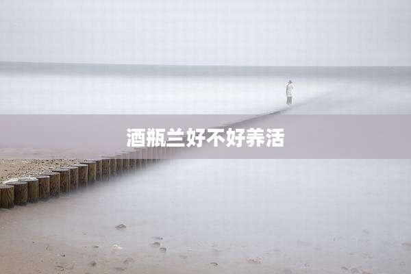 酒瓶兰好不好养活