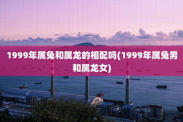 1999年属兔和属龙的相配吗(1999年属兔男和属龙女)