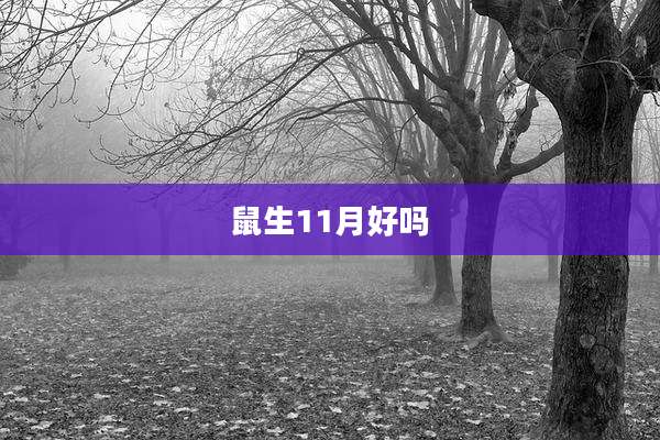 鼠生11月好吗