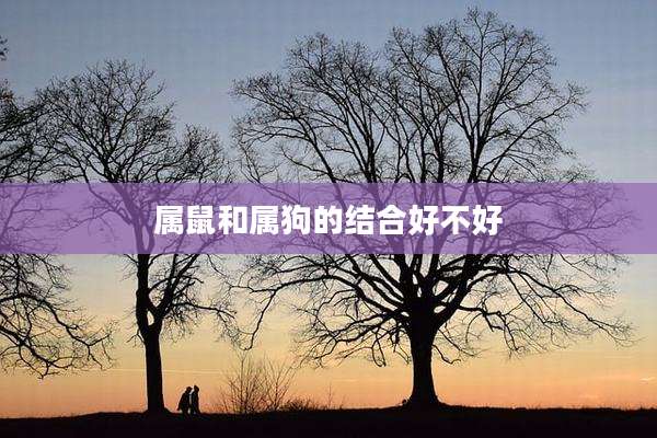 属鼠和属狗的结合好不好