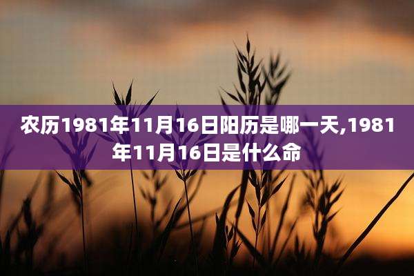 农历1981年11月16日阳历是哪一天,1981年11月16日是什么命