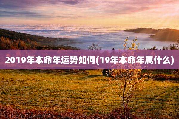 2019年本命年运势如何(19年本命年属什么)