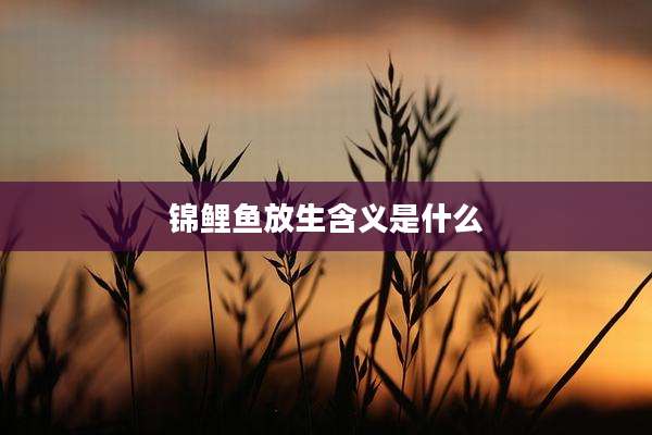 锦鲤鱼放生含义是什么