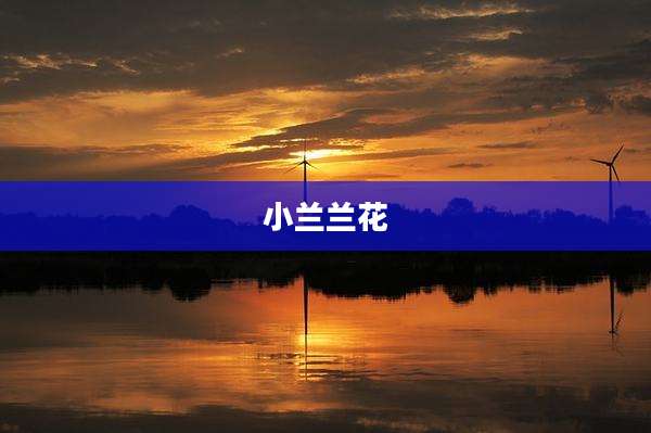 小兰兰花