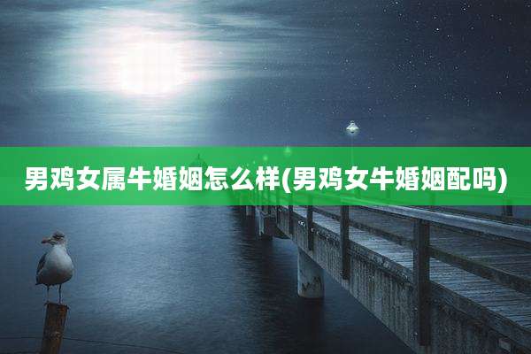 男鸡女属牛婚姻怎么样(男鸡女牛婚姻配吗)