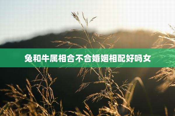 兔和牛属相合不合婚姻相配好吗女