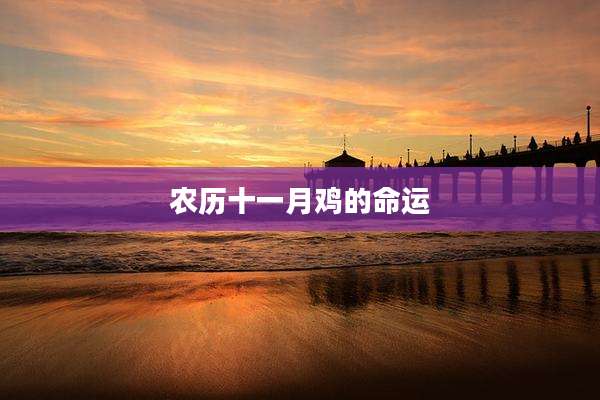 农历十一月鸡的命运