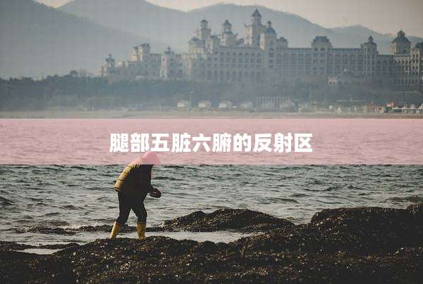 腿部五脏六腑的反射区