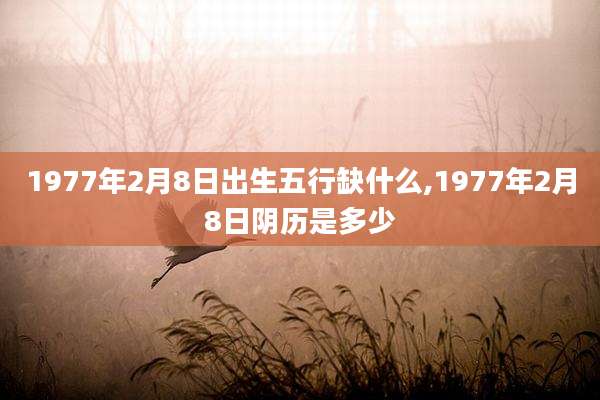 1977年2月8日出生五行缺什么,1977年2月8日阴历是多少