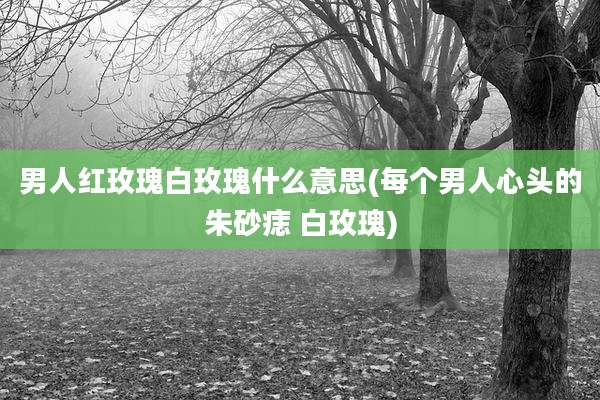 男人红玫瑰白玫瑰什么意思(每个男人心头的朱砂痣 白玫瑰)