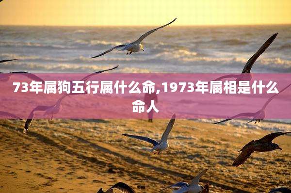 73年属狗五行属什么命,1973年属相是什么命人