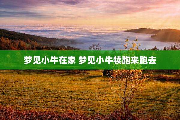 梦见小牛在家 梦见小牛犊跑来跑去
