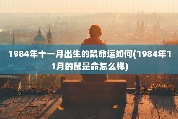 1984年十一月出生的鼠命运如何(1984年11月的鼠是命怎么样)