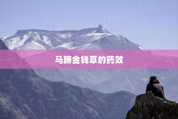 马蹄金钱草的药效