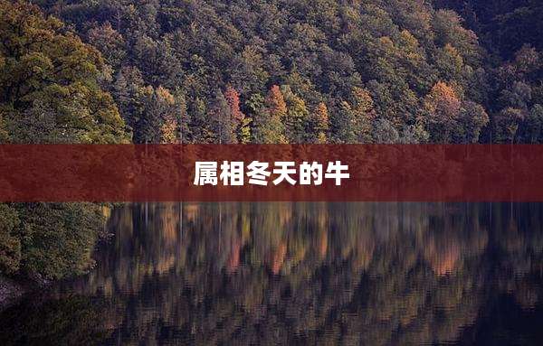 属相冬天的牛