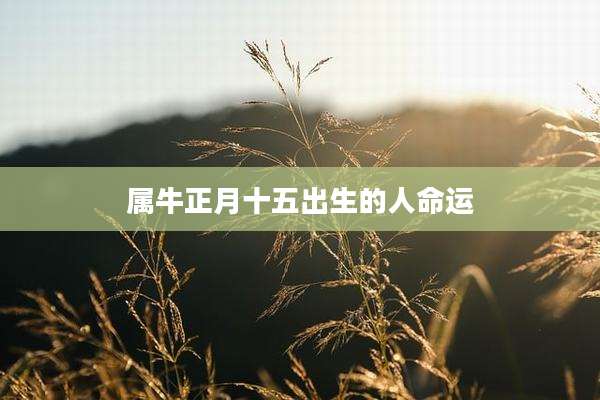 属牛正月十五出生的人命运