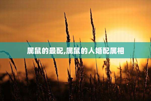 属鼠的最配,属鼠的人婚配属相