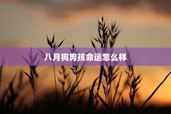 八月狗男孩命运怎么样