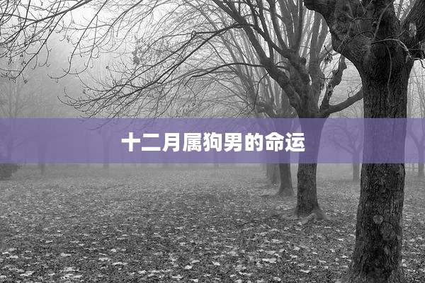十二月属狗男的命运