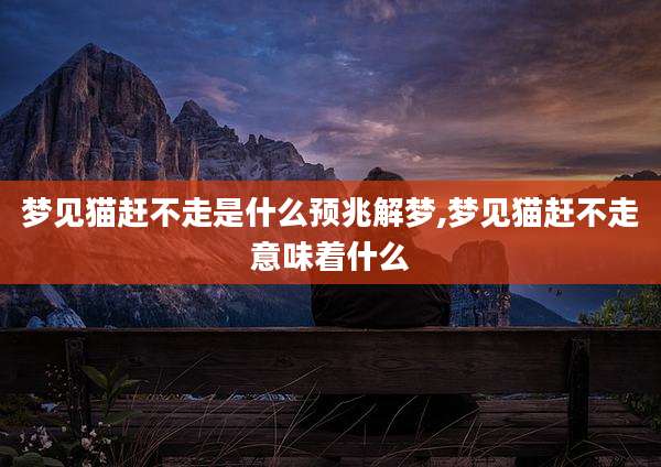 梦见猫赶不走是什么预兆解梦,梦见猫赶不走意味着什么