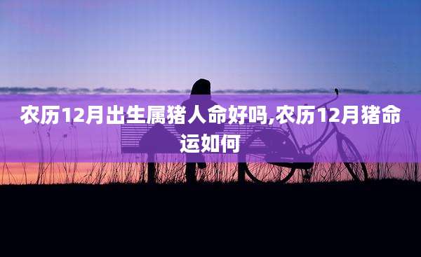 农历12月出生属猪人命好吗,农历12月猪命运如何