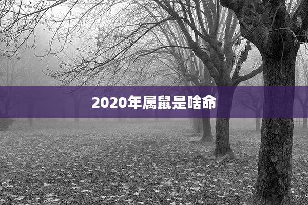 2020年属鼠是啥命