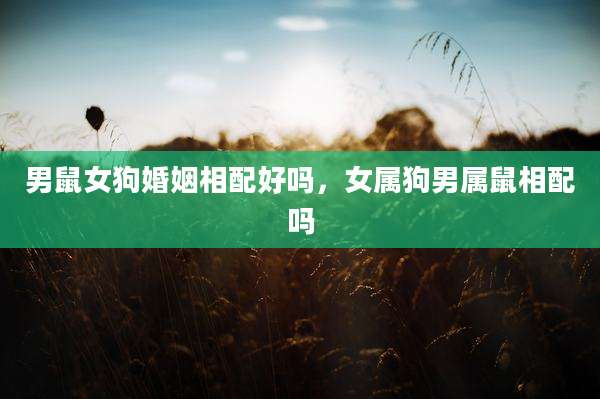 男鼠女狗婚姻相配好吗，女属狗男属鼠相配吗