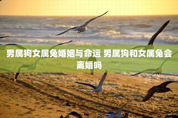 男属狗女属兔婚姻与命运 男属狗和女属兔会离婚吗