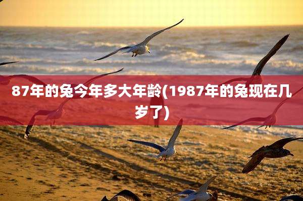 87年的兔今年多大年龄(1987年的兔现在几岁了)