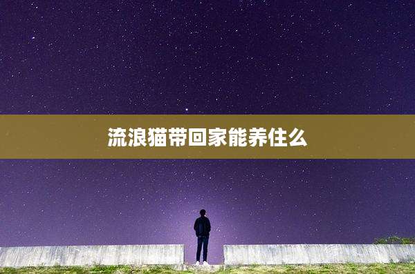 流浪猫带回家能养住么
